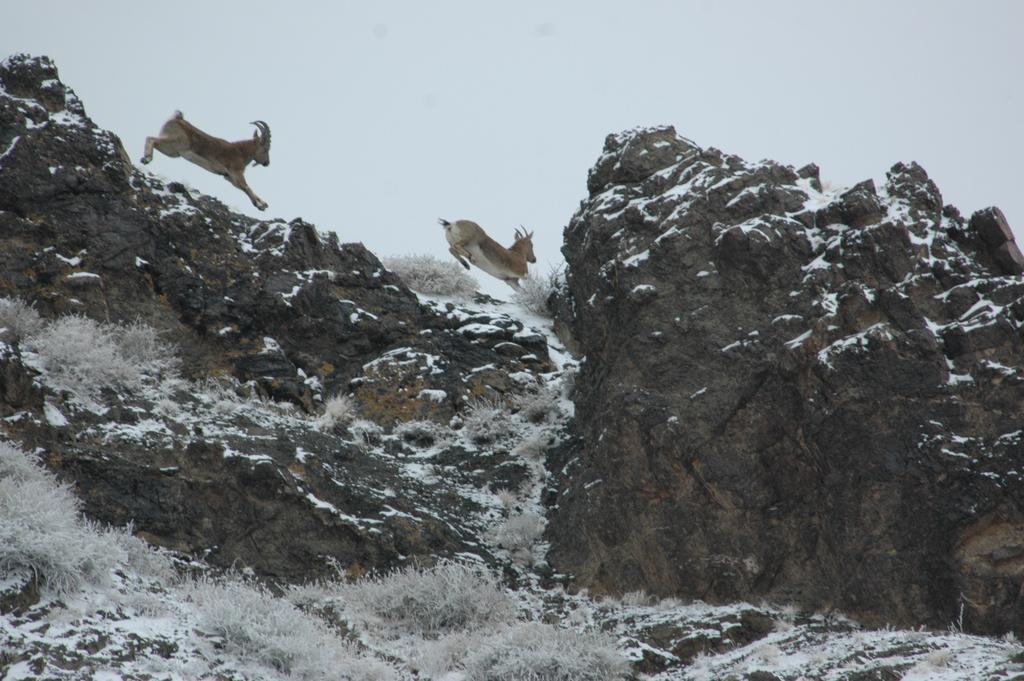 Golden Gobi Hostel & Tours Ułan Bator Zewnętrze zdjęcie